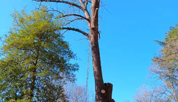 Tree Removal for The Webster Tree Service in Danville, VA