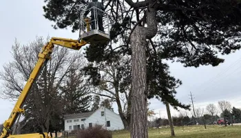 Tree Removal for Fransen's Tree Service  in Freeport, IL