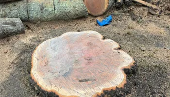 Tree Removal for Robery's Tree Service in West Wareham, MA