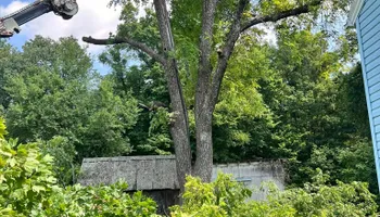 Tree Removal for Kadin’s Tree Service in North Vernon, IN