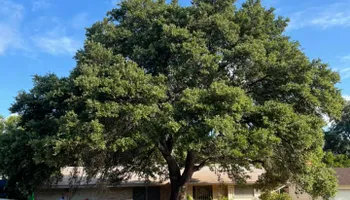 Tree Removal for Z’s Trees LLC in Grey Forest, TX
