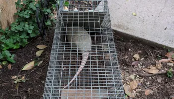 Residential Wildlife Control for Topper's Wildlife Removal in Garland, TX