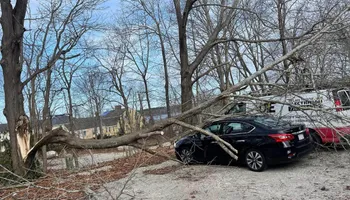 Tree Removal for Native Roots Tree Service in Falmouth, MA