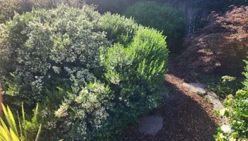 Lot Clearing for Gregg Yard Maintenance in Paradise, CA