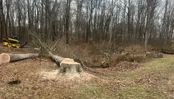 Tree Removal for Kadin’s Tree Service in North Vernon, IN