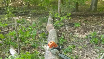 Tree Removal for Mario's Tree Service in Richmond, VA