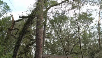 Tree Trimming for American Tree Masters in Alvin, TX