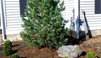 Mowing for Matty L's Lawn and Tree Care in Monroe, CT