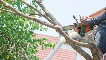 Tree Removal for Cowboys TREE Company in Chesapeake, VA