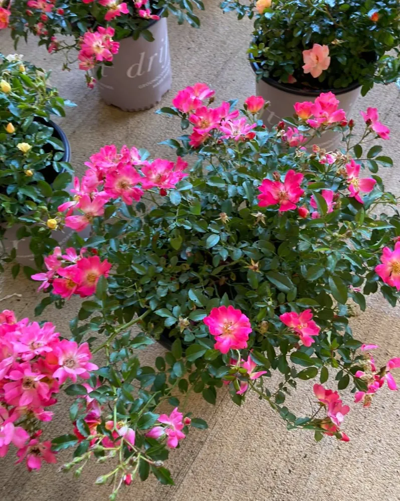 cover-photo