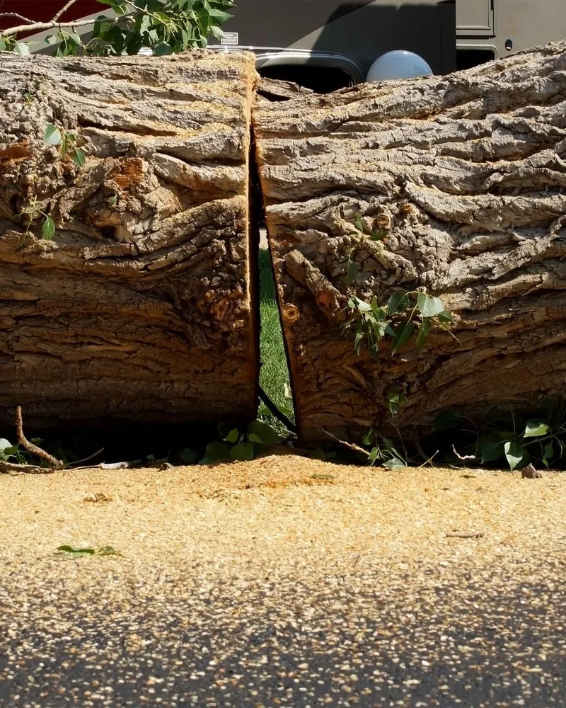 Cut log rounds from a removed tree