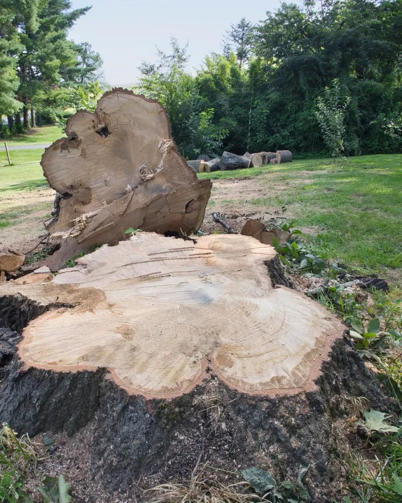 Large trunk sections cut and ready to haul after a removal