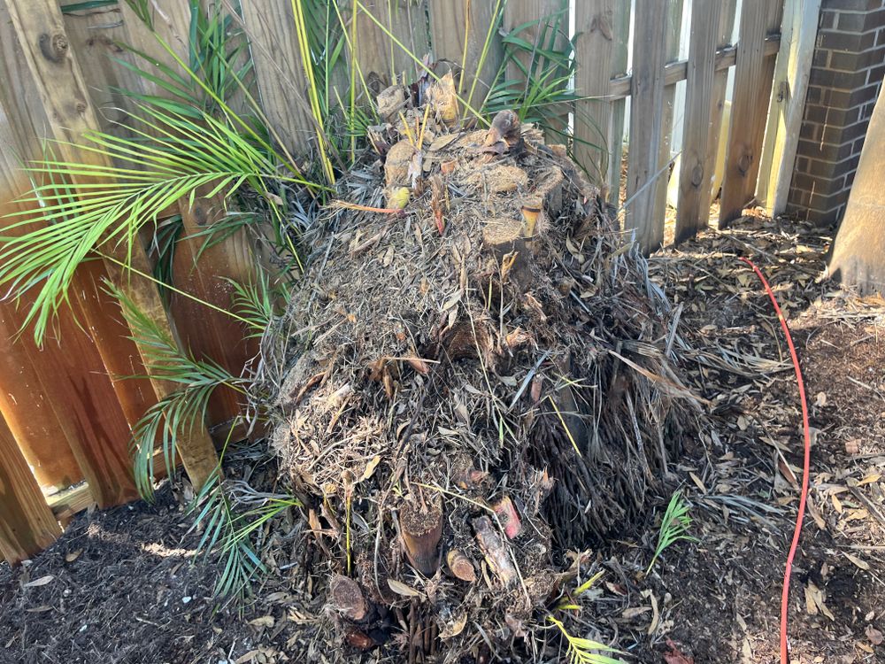All Photos for Busy Beaver Stump Removal, Inc in Clearwater, FL