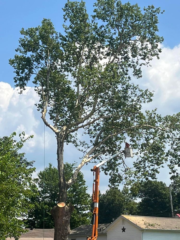 All Photos for Curtis Tree Service LLC in Hopkins County, KY