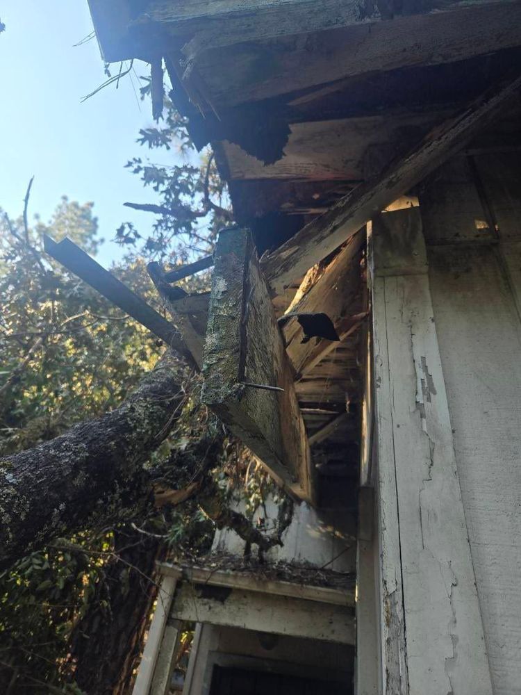 All Photos for Sammy's Tree Services in Sacramento, CA