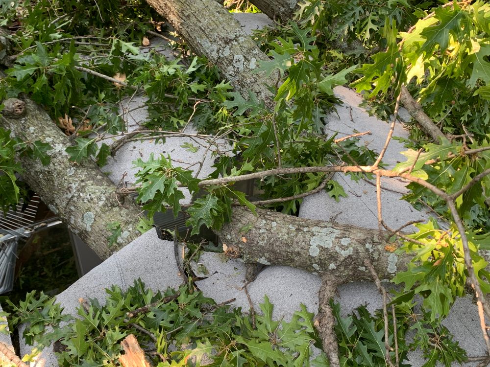 All Photos for TLC Professional Tree Service in Bedford, TX