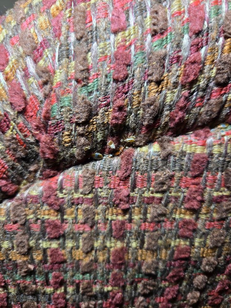 Pest Control for Bug Blasterz LLC in Huntsville, AL