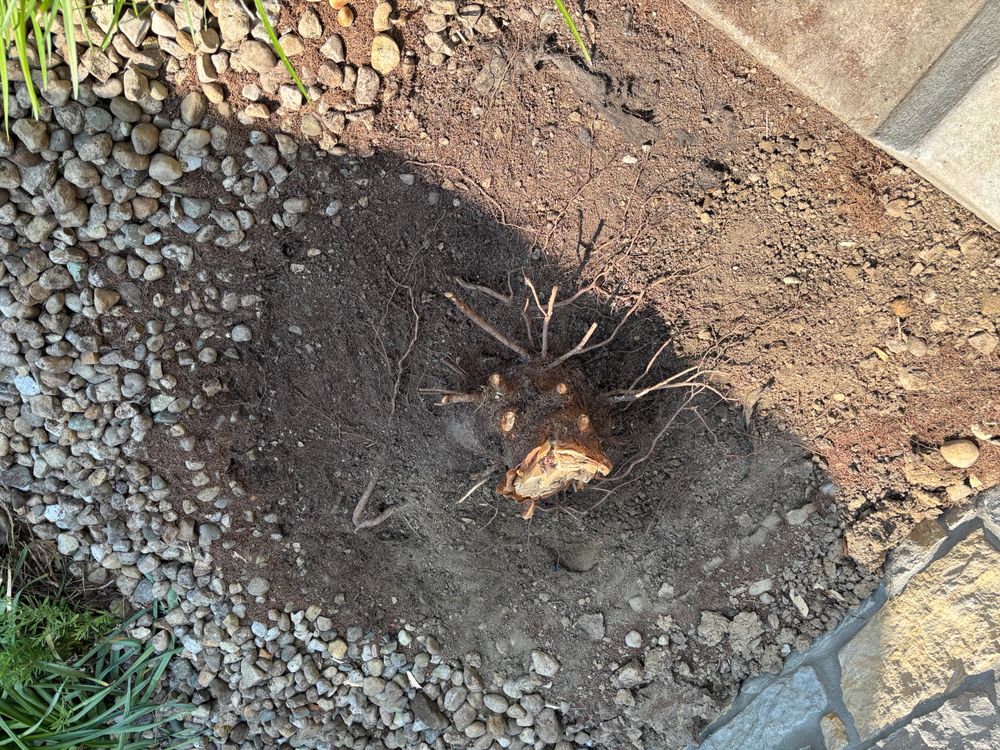 All Photos for Conrad's Stump Removal in Columbus, IN