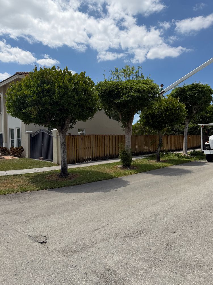 All Photos for Nurry Tree Services in Miami, FL