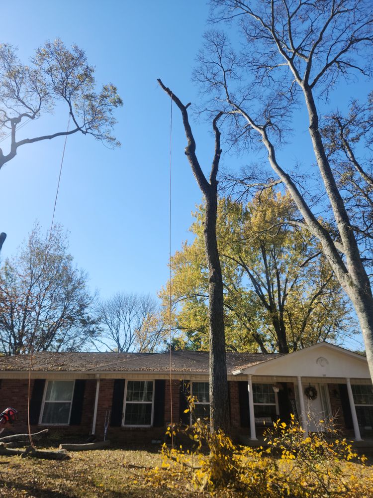 All Photos for Tree Fellers in Sumner County, TN