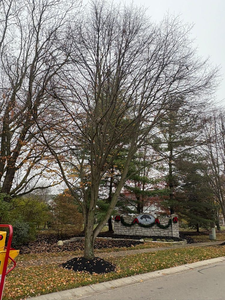 All Photos for Dig-It Tree Company in Mason, OH