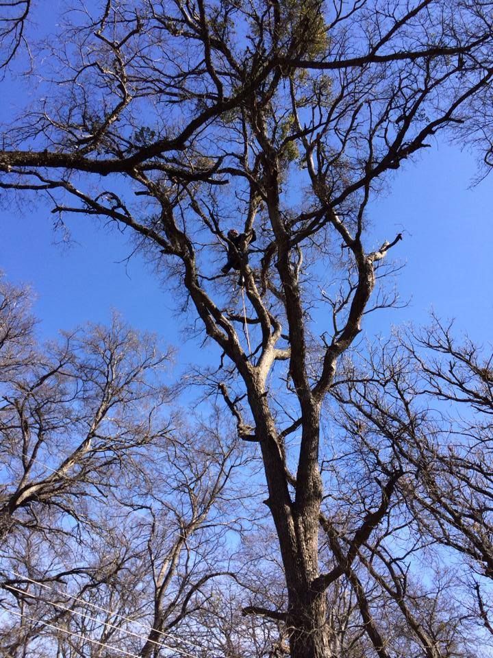 Tree Trimming and Removal for Classic cut tree trimming and removal in Arlington, TX