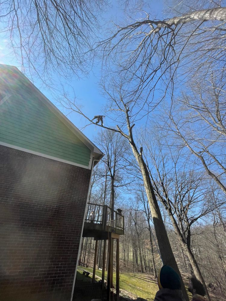 Tree Removal for Merriman's Tree Service in Nineveh,  IN