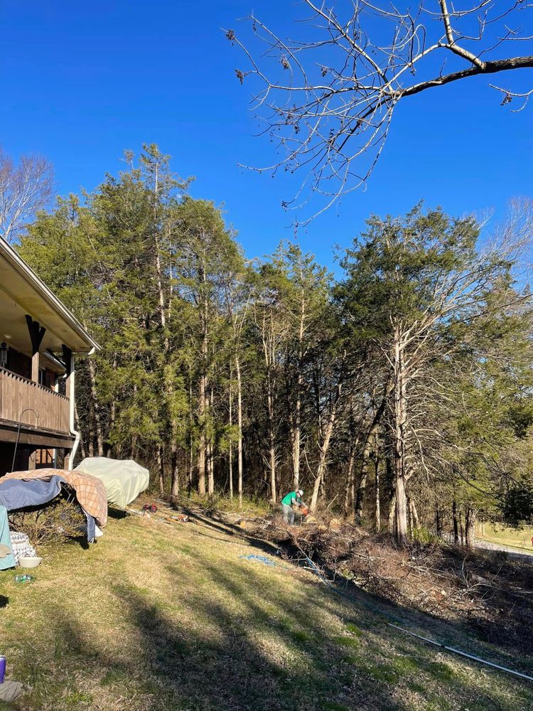 Tree Removal for Cassidy Tree Care in Santa Fe, TN