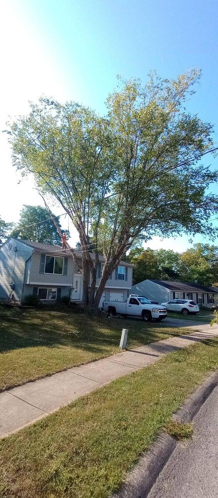 All Photos for Kingdom Tree Trimming and Removal LLC in Covington, KY