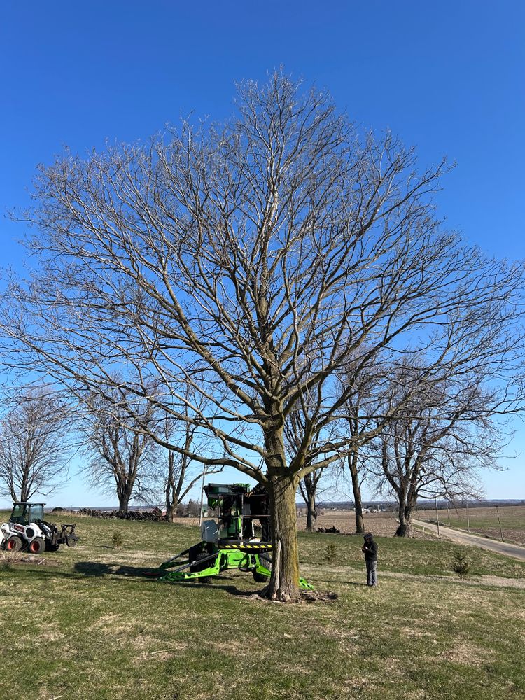 All Photos for Fransen's Tree Service  in Freeport, IL