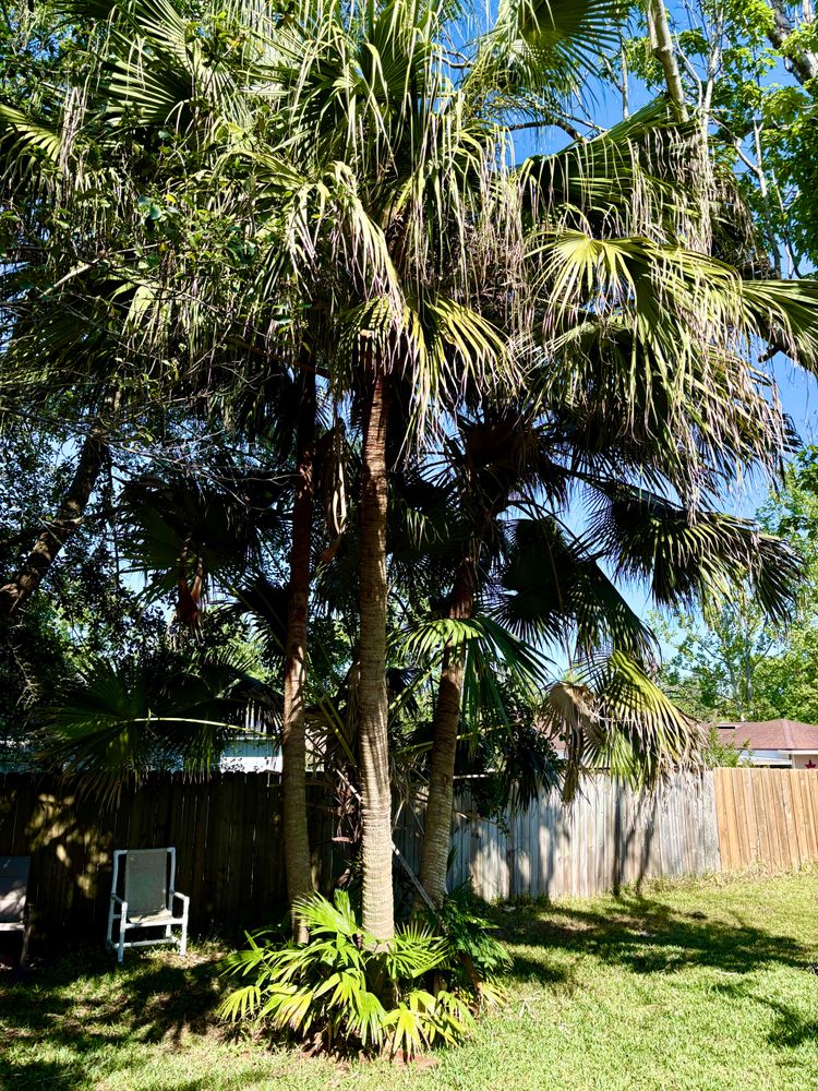 All Photos for Top Notch Tree Experts in Orange Park, FL
