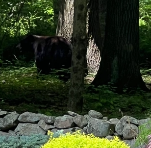 Wild Life Encounters for Stevenson Property Maintenance in Cheshire, CT
