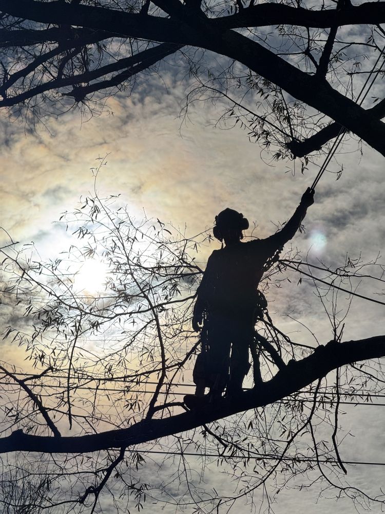 All Photos for Rawls Tree Care in Richmond, VA