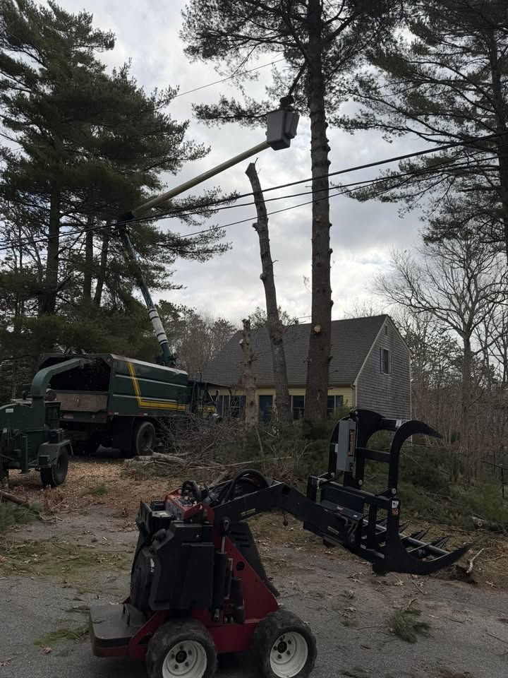 All Photos for Native Roots Tree Service in Cape Cod, MA