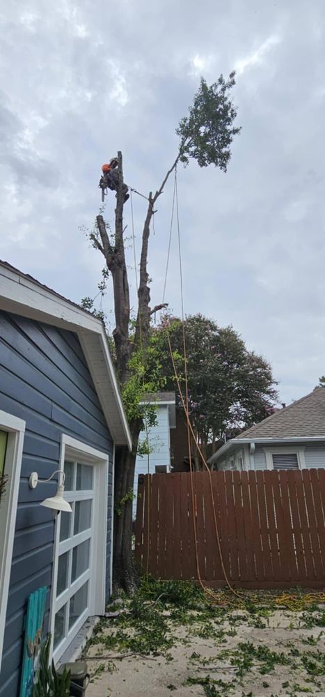 All Photos for Servin's Tree Care  in Houston, TX