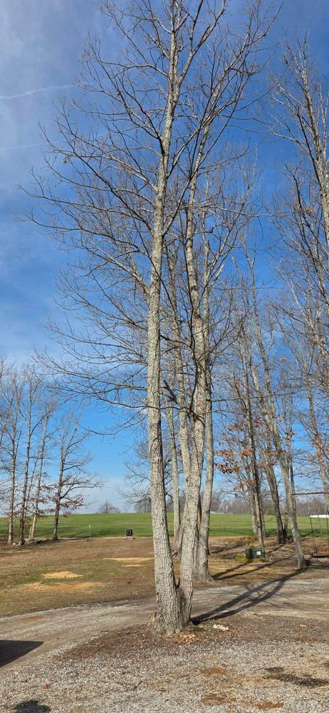 All Photos for Hamlett Tree Service LLC in Clover, VA