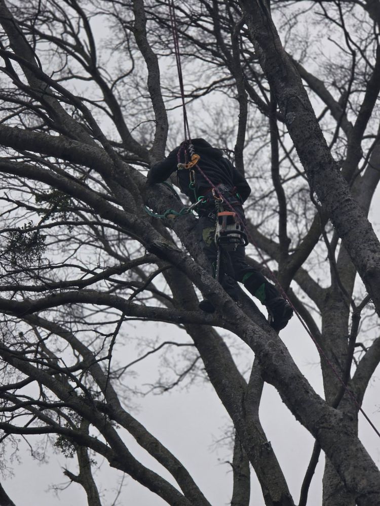 Tree Services for Oklahoma Tree Guy in Bartlesville, OK