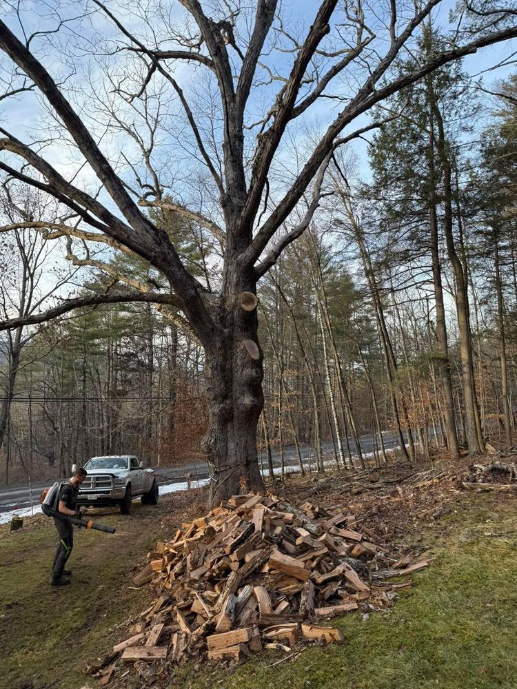 All Photos for Sterlings Tree Removal in Cobleskill, New York