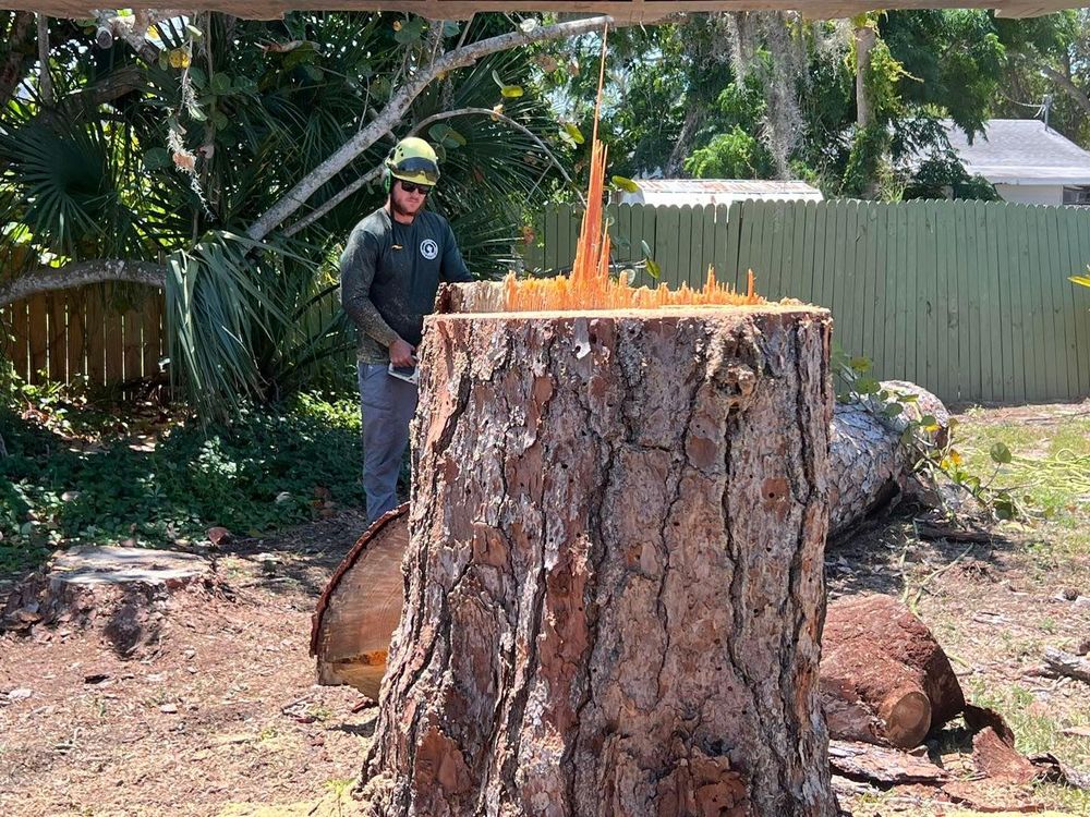 Stump Removal for Adam's Tree and Stump Care in Bradenton, Florida