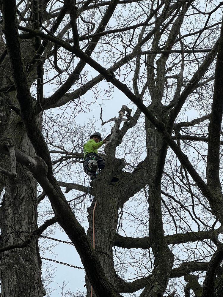 All Photos for Sterlings Tree Removal in Cobleskill, New York