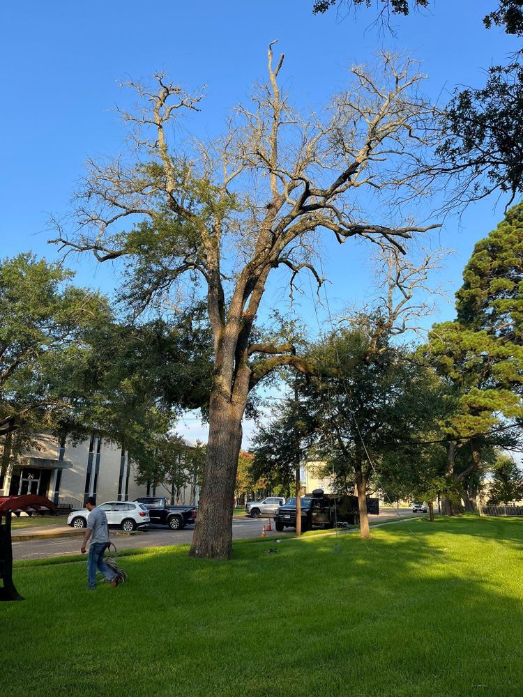 All Photos for JC Land and Tree Service in Kilgore, TX