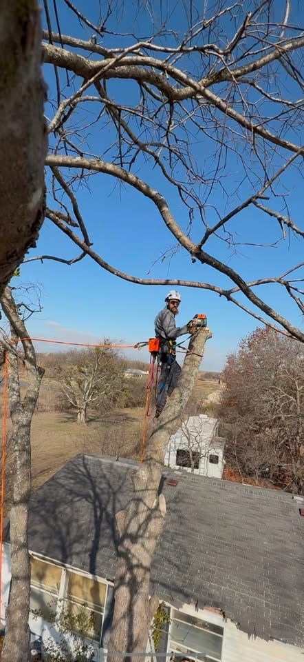 Enhance your home's safety and aesthetics with our professional tree trimming service. We ensure healthy growth, improve appearance, and prevent hazards while respecting the natural beauty of your landscape. for Blu-J Tree Care in Arlington, TX