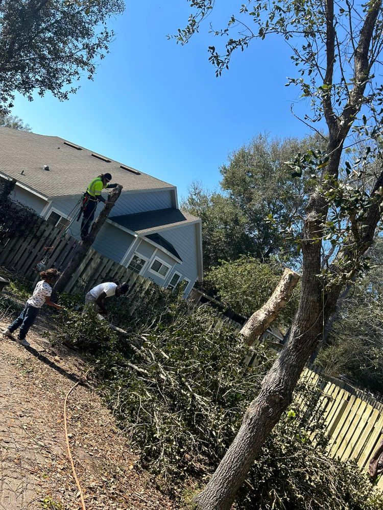 Tree Removal for Mustard Seed Lawn And Tree   in Trenton, FL