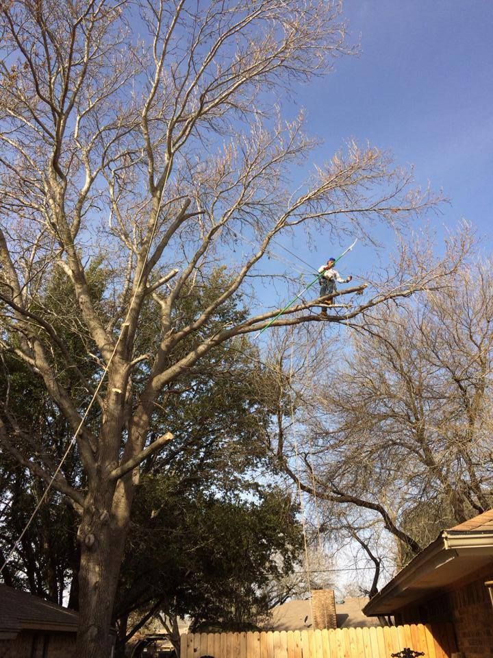 Classic cut tree trimming and removal team in Arlington, TX - people or person