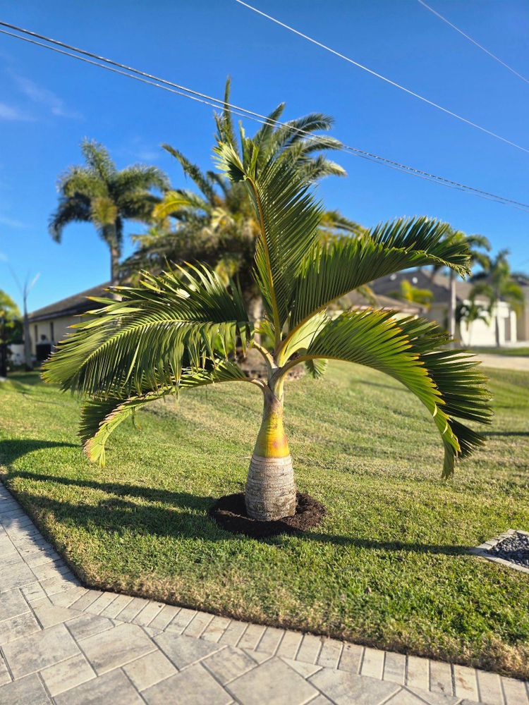 All Photos for First Class Landscaping in Cape Coral, FL
