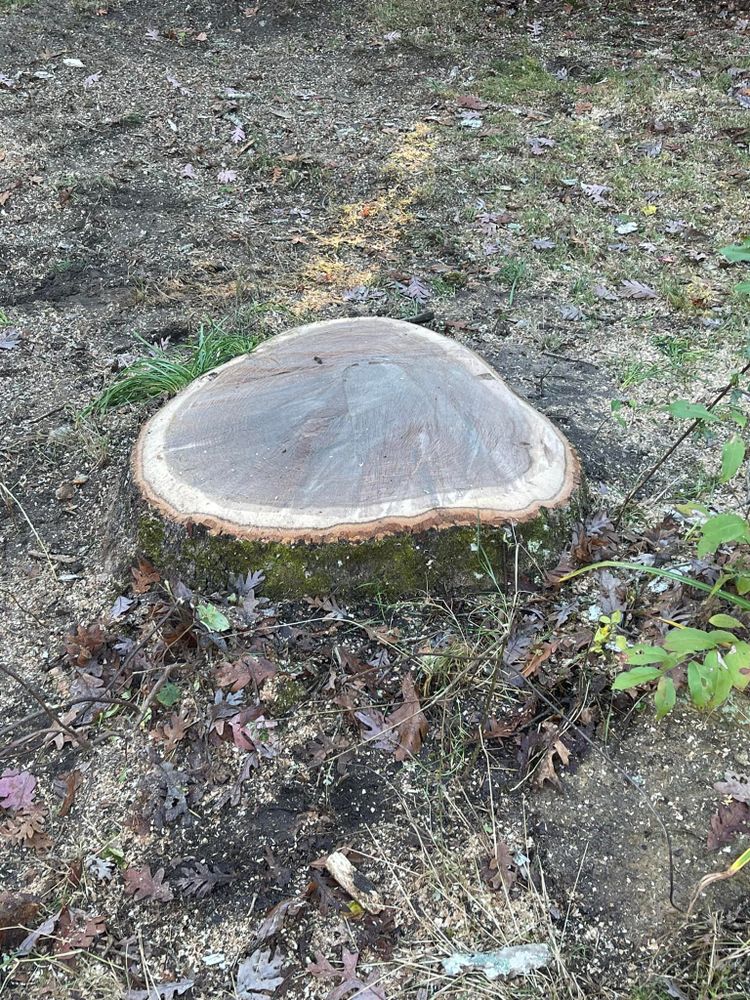 All Photos for Robery's Tree Service in West Wareham, MA