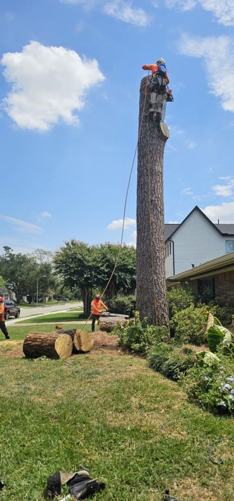 All Photos for Servin's Tree Care  in Houston, TX