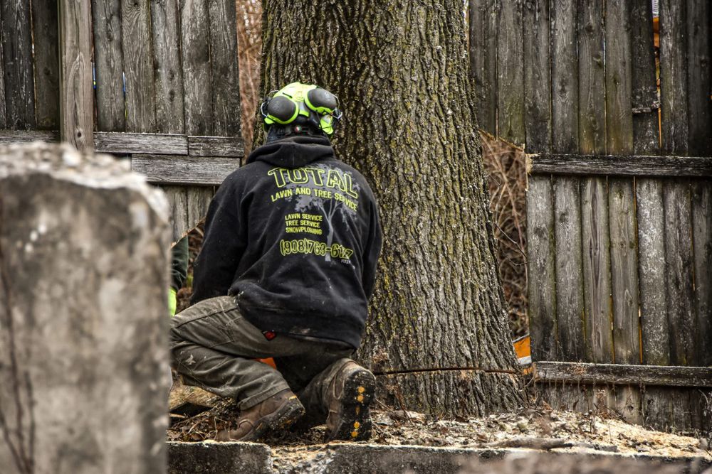 All Photos for Total Tree Service in Washington, NJ