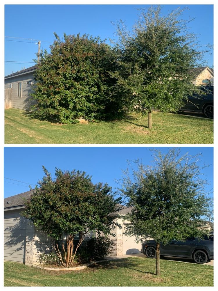 All Photos for Scalpel Lawn Service in Temple, TX