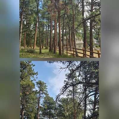 Our Tree Removal service ensures safe, efficient removal of unwanted or hazardous trees. Our experienced team prioritizes your property's safety while enhancing its aesthetic appeal, using state-of-the-art equipment and techniques. for Family Tree & Landscape LLC in Aurora, CO
